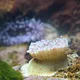 Vortrag: Fische & Co