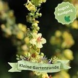 „Kleine Gartenrunde“ durch den Insektenschutz-Schaugarten im Umweltzentrum Hollen