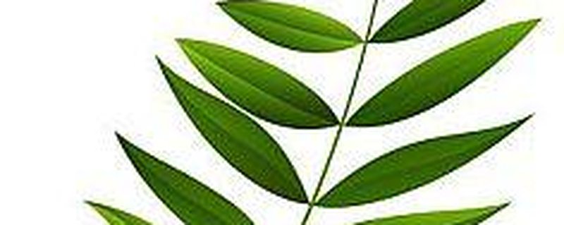 Gottesdienst zum Palmsonntag