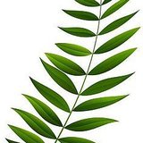 Gottesdienst zum Palmsonntag