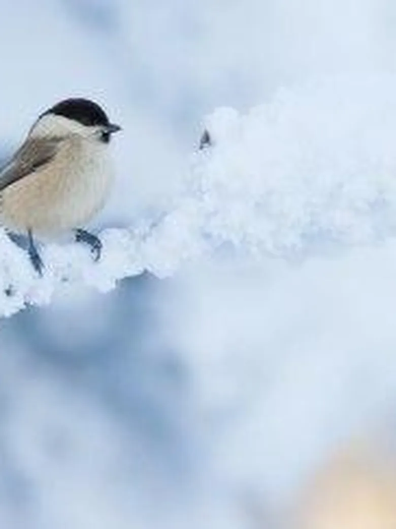 Nicht auf Reise, kleine Meise? - Vögel im Winter