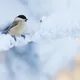 Nicht auf Reise, kleine Meise? - Vögel im Winter