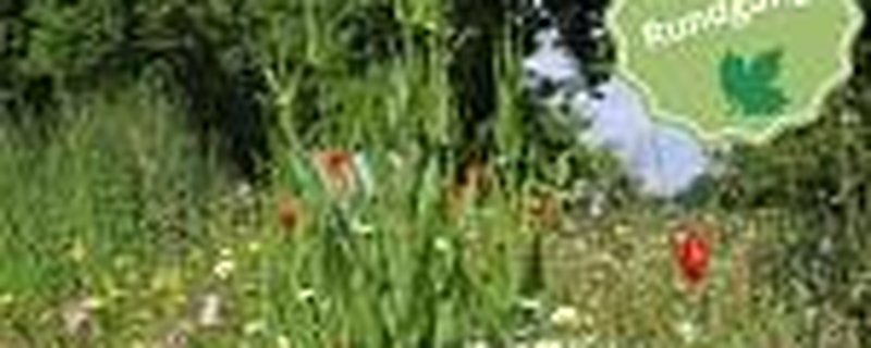 „Kleine Gartenrunde“ durch den Insektenschutz-Schaugarten im Umweltzentrum Hollen