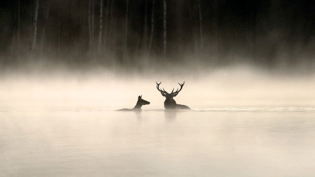 Das Flüstern der Wälder
