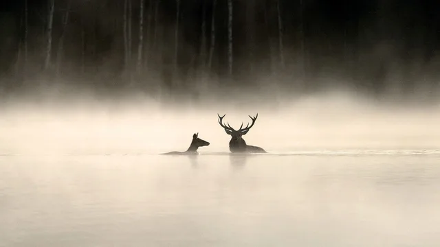 Das Flüstern der Wälder
