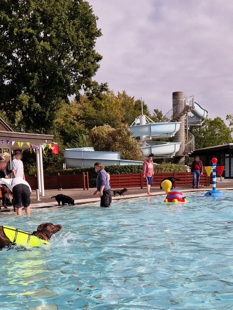 Hundeschwimmen im Badepark