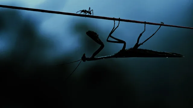 Insekten - Helden im Verborgenen
