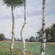 BIRKEN