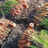 Der Bäuerliche Nutzgarten im August – Das Herbstgemüse