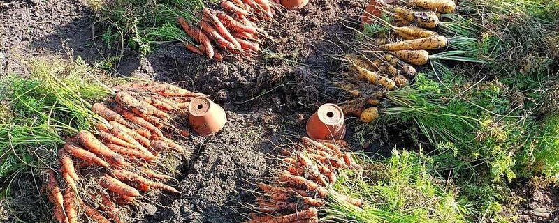 Der Bäuerliche Nutzgarten im August – Das Herbstgemüse
