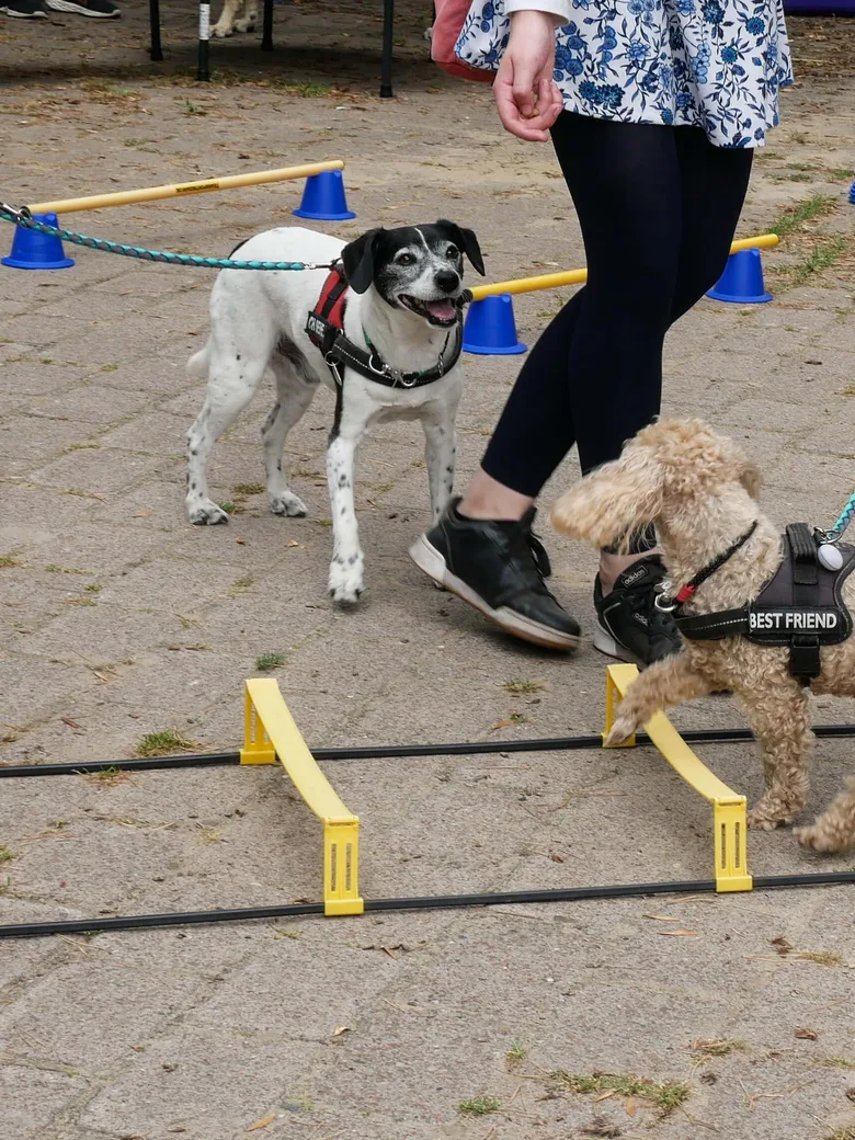Natureum Niederelbe: Tag des Hundes