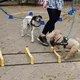 Natureum Niederelbe: Tag des Hundes