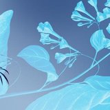 Magischer Blaudruck