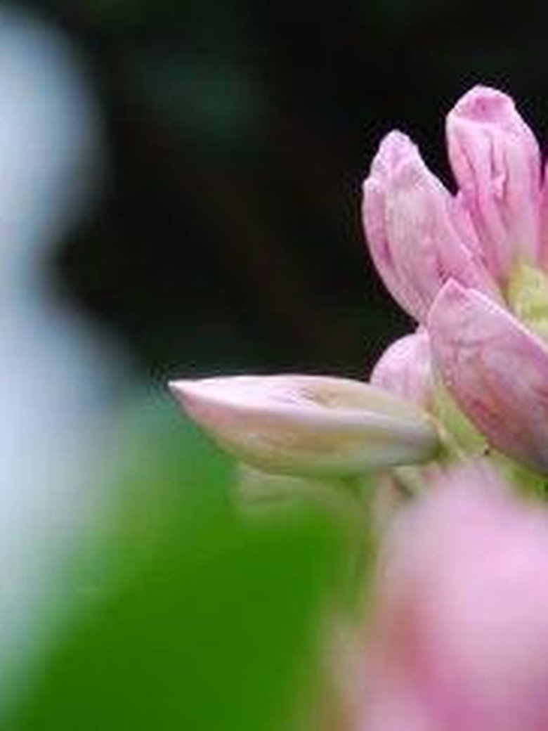 Schlossgartenführung: Ein Gang durch den…