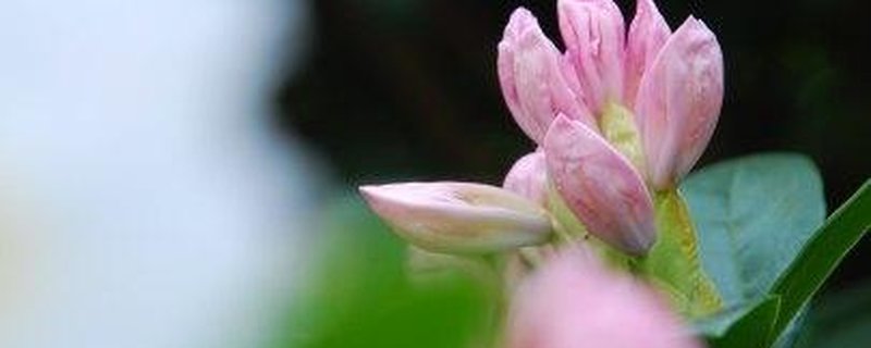 Schlossgartenführung: Ein Gang durch den…