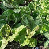 Der Bäuerliche Nutzgarten im Mai – Erste Ernteerfolge