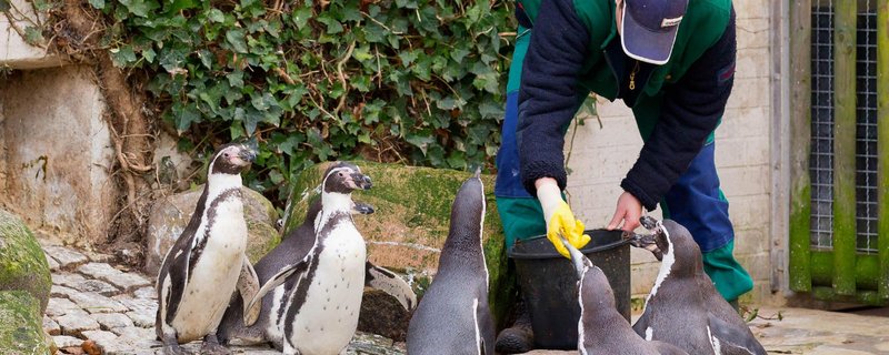 Pinguin-Fütterung