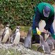 Pinguin-Fütterung