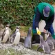Pinguin-Fütterung