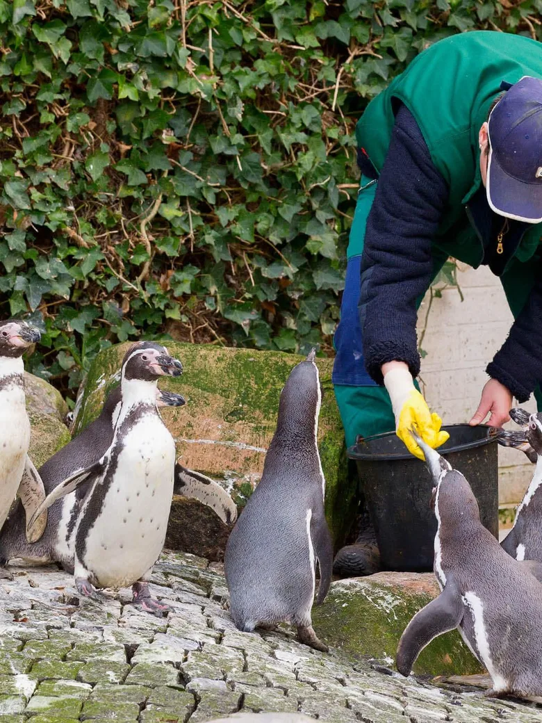 Pinguin-Fütterung