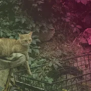 Radikal bewegt