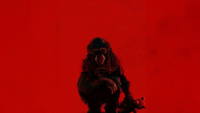 Primate