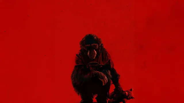 Primate