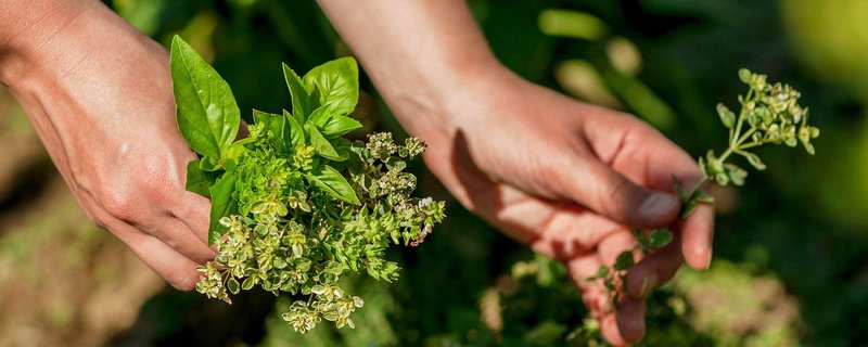 Die Vielfalt der Kräuter: lecker, gesund und mystisch