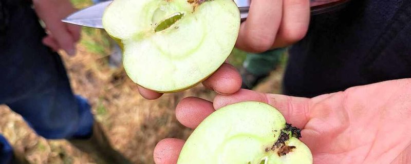 Der Bäuerliche Nutzgarten im Juni - Gemüse und Obst vor Schädlingen schützen