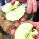 Der Bäuerliche Nutzgarten im Juni - Gemüse und Obst vor Schädlingen schützen