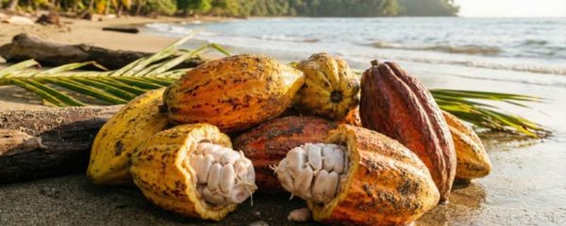 Samoanischer Koko (Kakao) – Familienworkshop