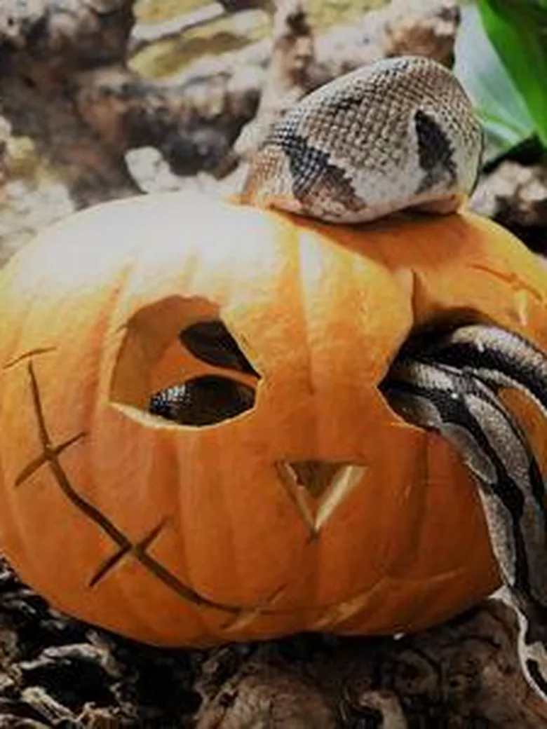 Halloween im Zoo am Meer: Auf der Suche nach den verschwundenen Tieren!