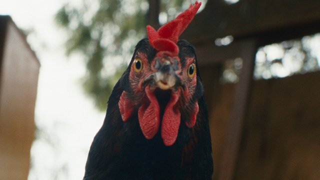 Lebensansichten eines Huhns