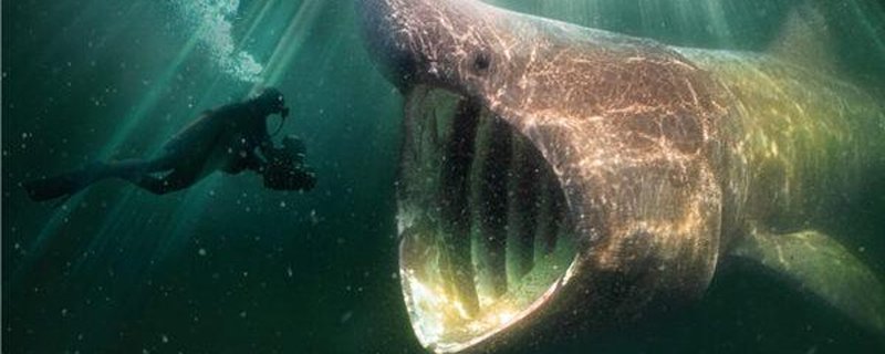 Dokumentarfilm: DIE WILDE NORDSEE