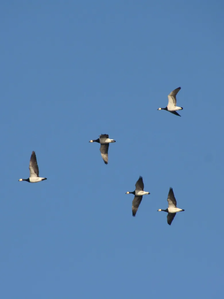 Tausende Kilometer ohne Navi: Das Wunder des Vogelzugs verstehen und erleben