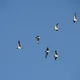 Tausende Kilometer ohne Navi: Das Wunder des Vogelzugs verstehen und erleben