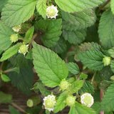 Der Bäuerliche Nutzgarten im Juli – Besondere Gemüse und Kräuter