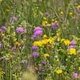Tag des Naturschutzes beim Stadtstrand Westerstede