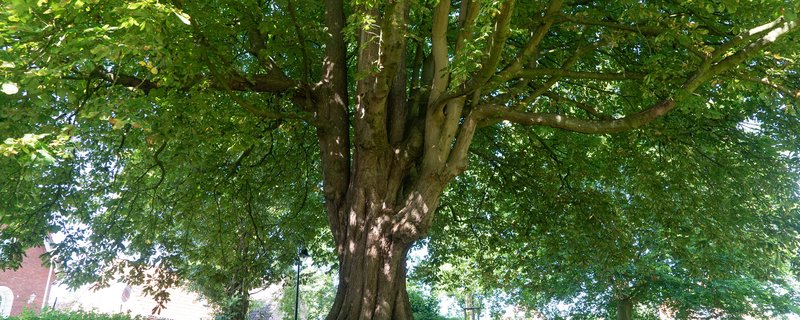 cuxhaven NATURESPONSE®