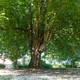 cuxhaven NATURESPONSE®