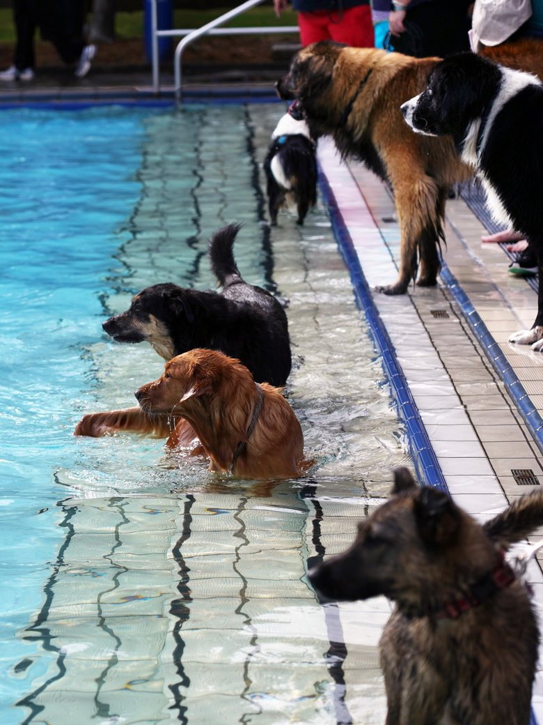 3. Hunde-Badetag im Waldfreibad