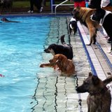3. Hunde-Badetag im Waldfreibad