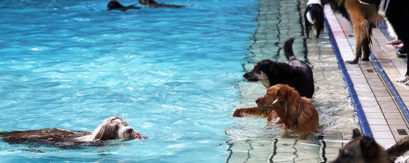 3. Hunde-Badetag im Waldfreibad