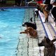 3. Hunde-Badetag im Waldfreibad